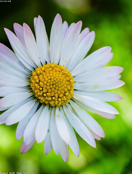 African Daisy