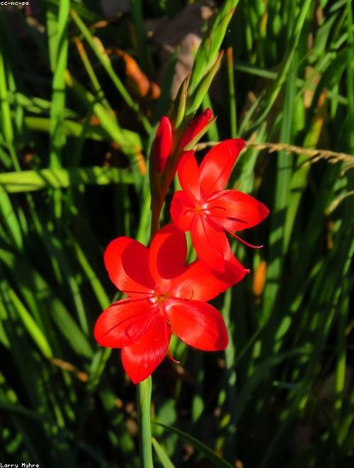 African Lily