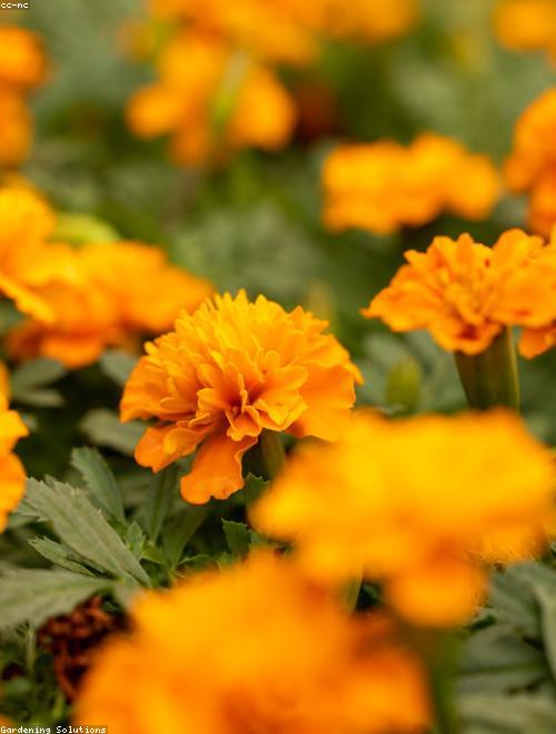 African Marigold