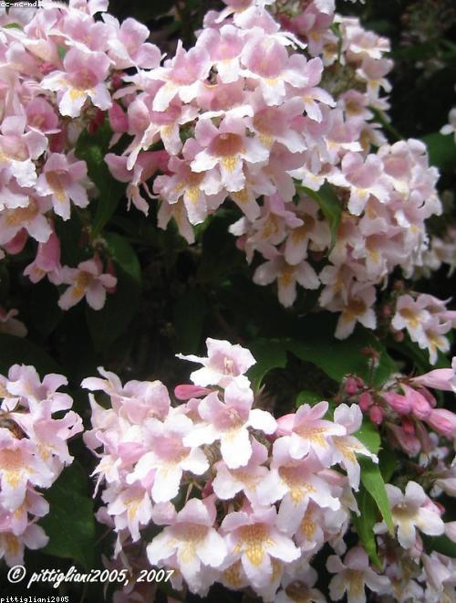 Alpenrose