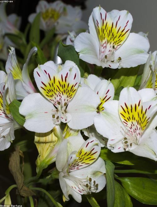 Alstroemeria