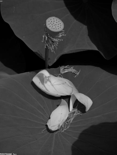 American Lotus
