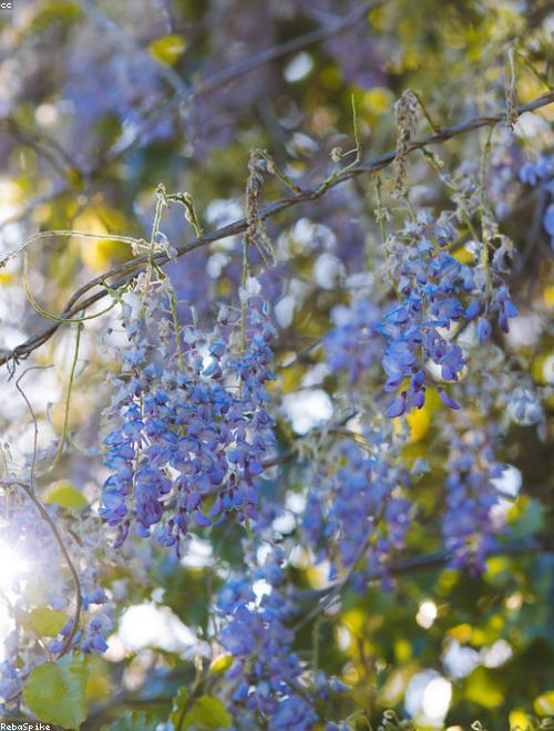 American Wisteria