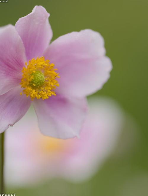 Anemone