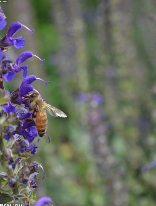 Anise Hyssop