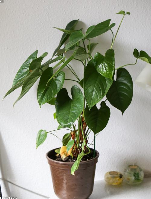 Anthurium
