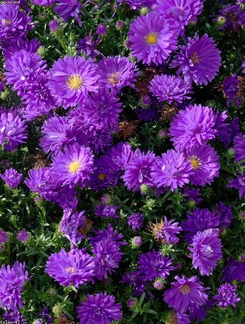 Aster
