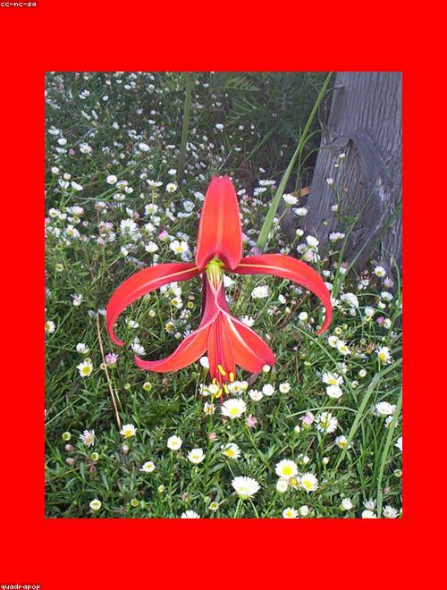 Aztec Lily