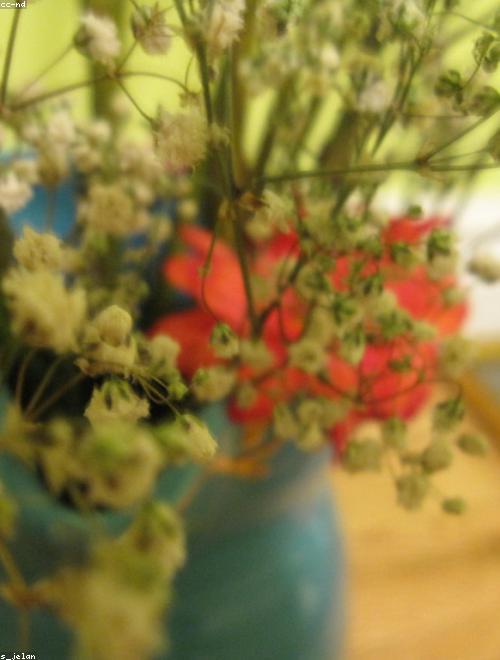 Baby’s Breath