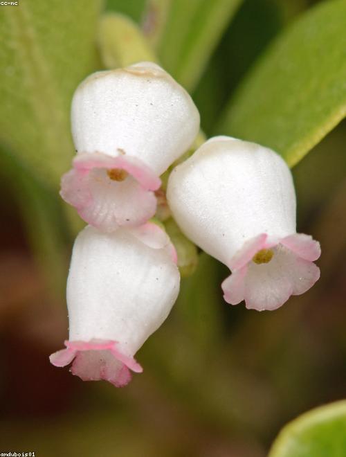 Bearberry