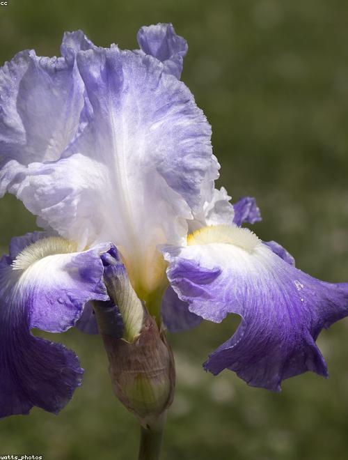 Bearded Irises