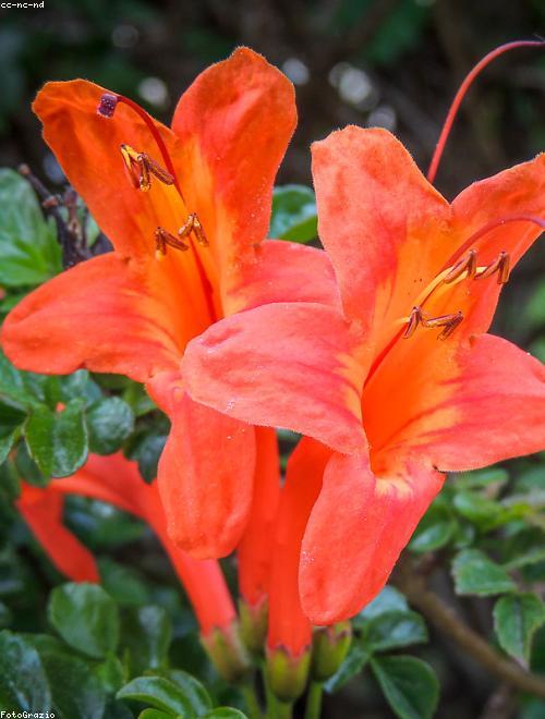 Beauty Bush