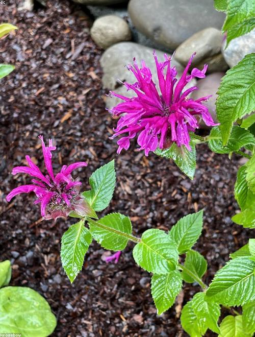 Bee Balm Flower