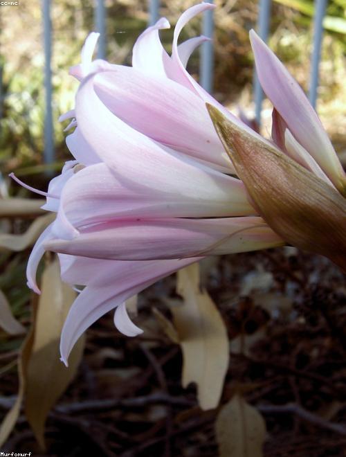Belladonna Lily