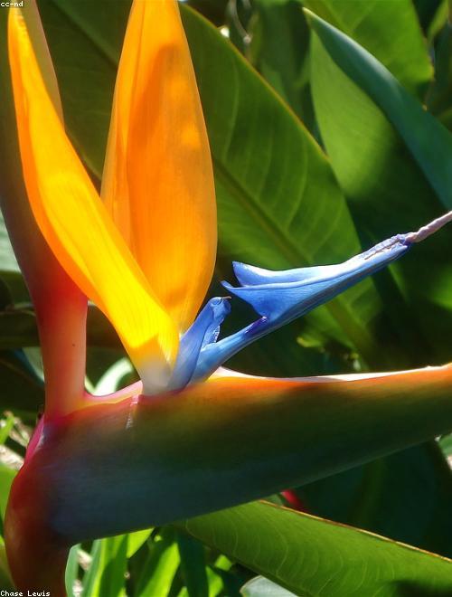 Bird of Paradise