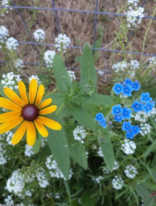 Black-Eyed Susan