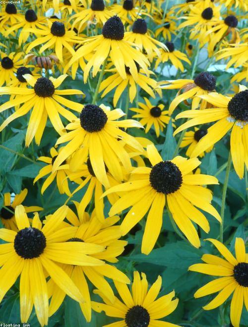 Black-Eyed Susan Vine