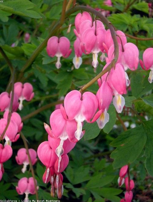 Bleeding Heart