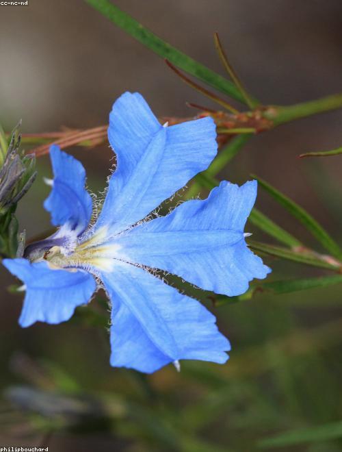 Blue Lechenaultia