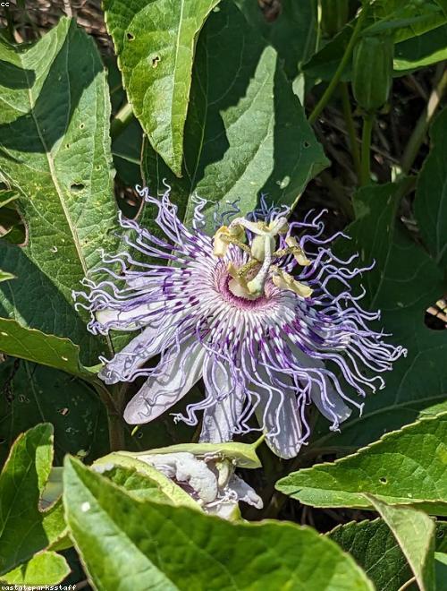 Blue Passion Flower
