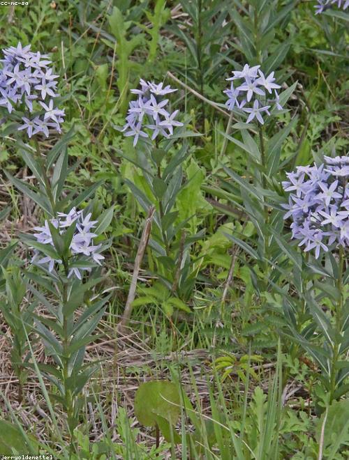 Bluestar