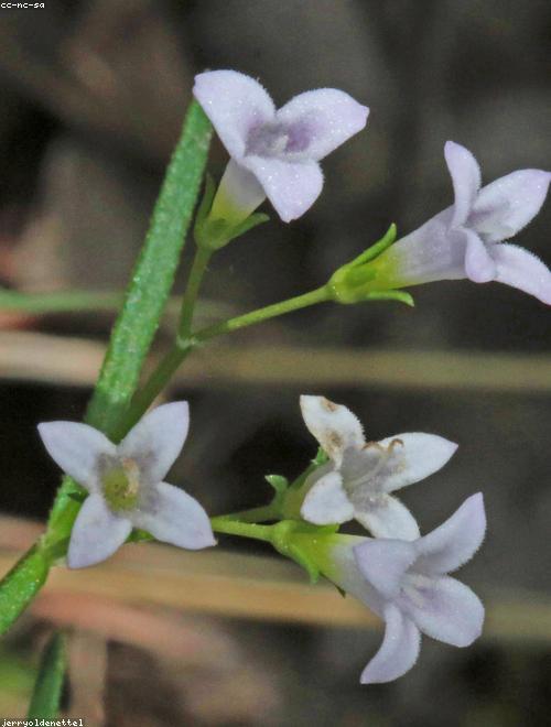 Bluet
