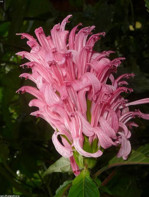 Brazilian Plume