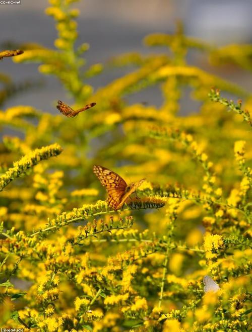 Butterfly Bush