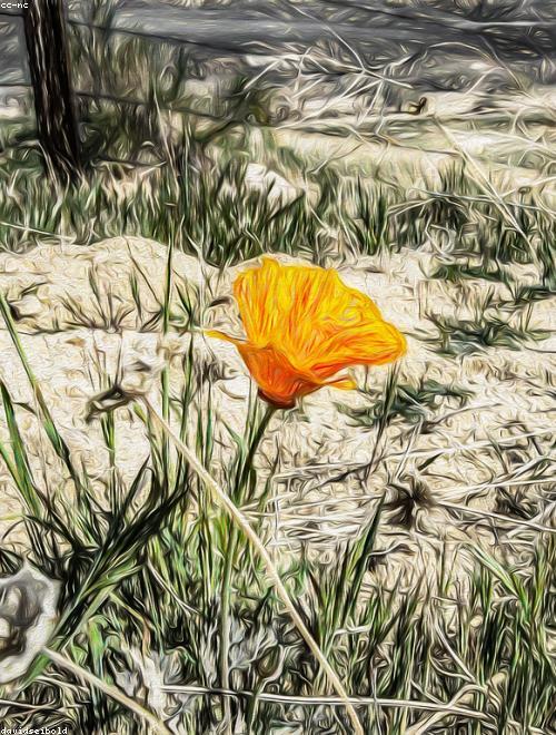 California Poppy