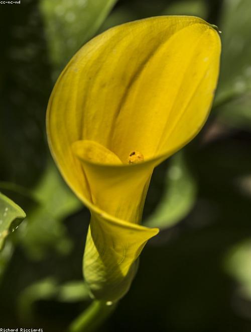 Calla Lily