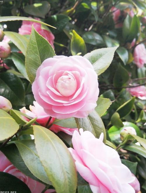 Camellia