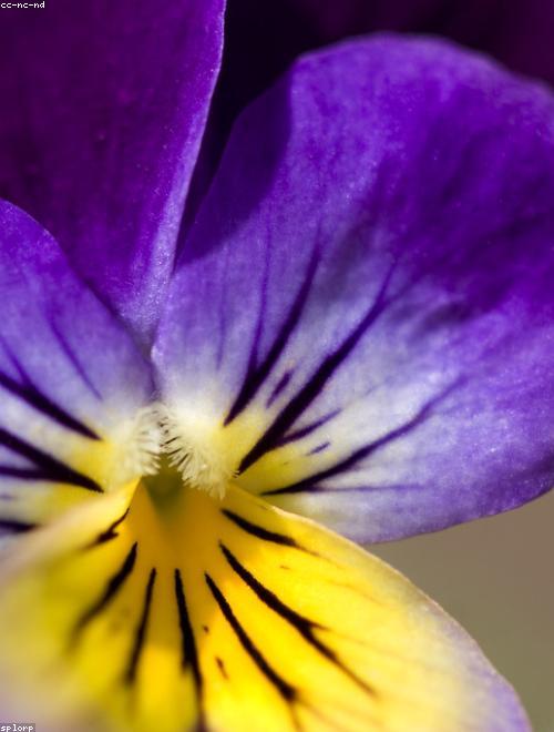 Canada Violet