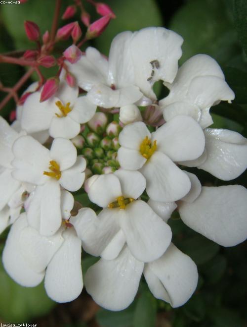 Candytuft