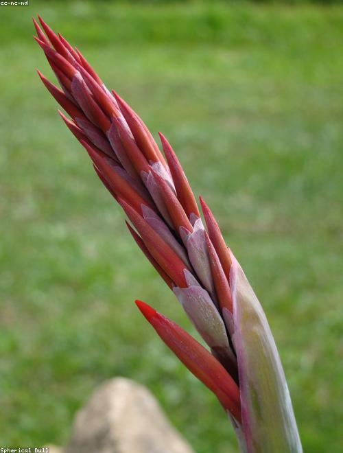 Canna Lily