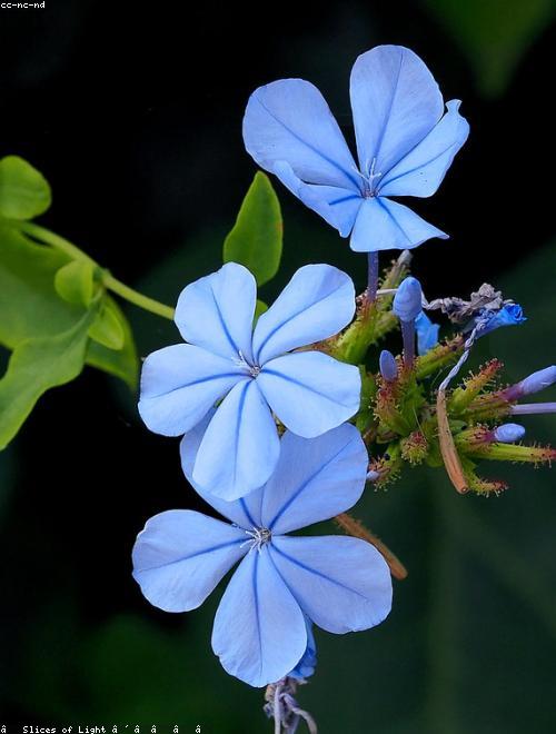 Cape Leadwort