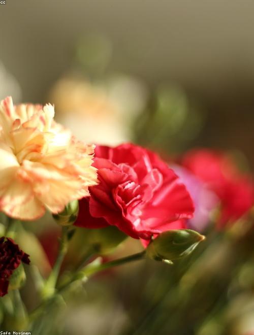 Carnation