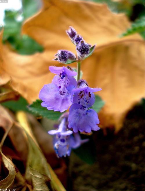Catmint