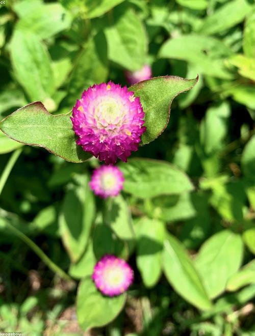 Globe Amaranth