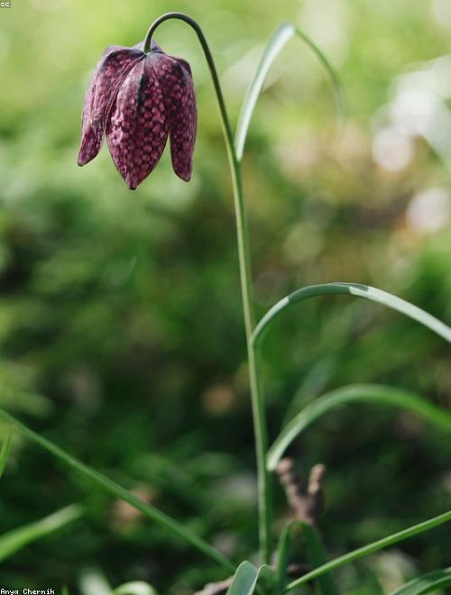 Checkered Lily