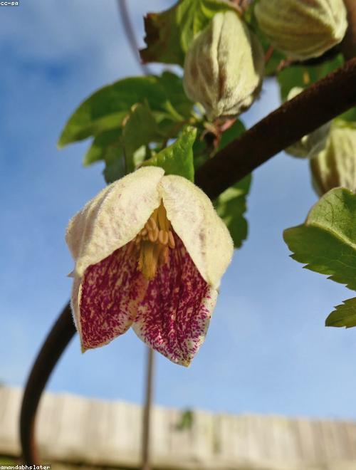 Clematis