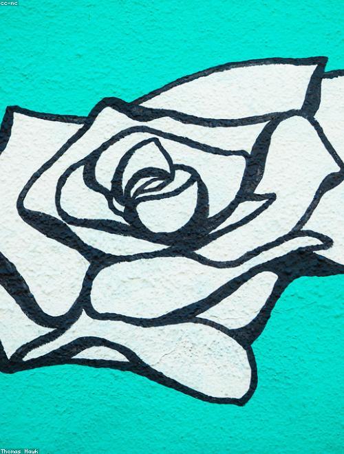 Climbing Rose