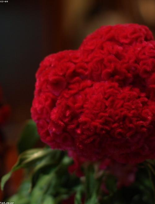 Cockscomb