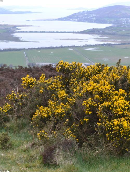 Common Gorse