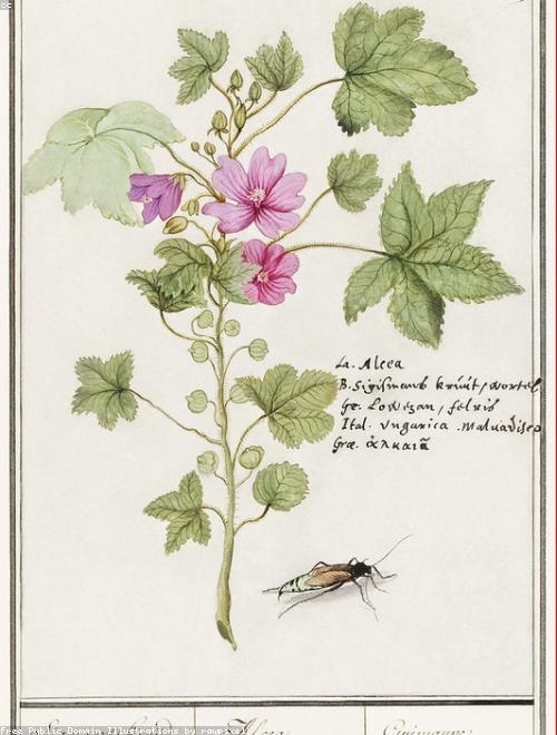 Common Mallow