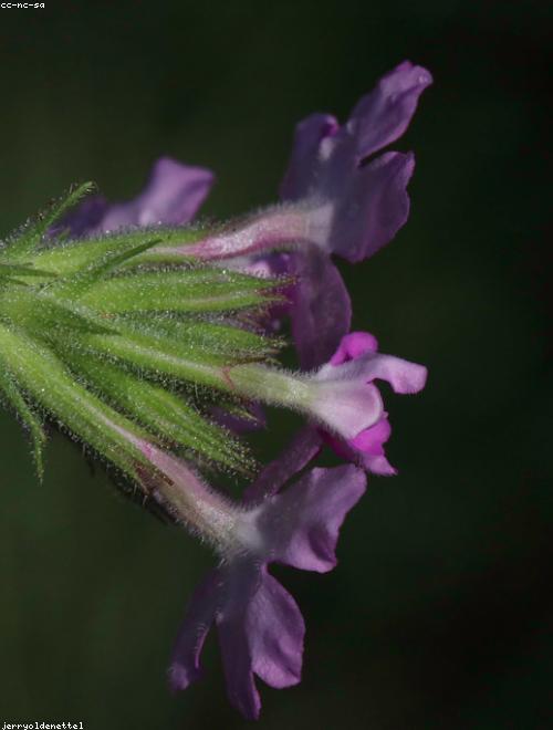 Common Vervain