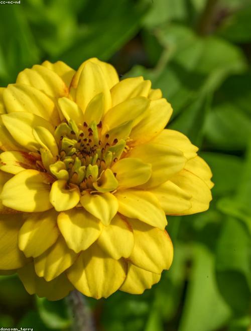 Common Zinnia