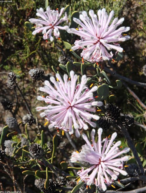 Conebush