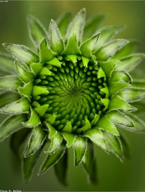 Coneflower
