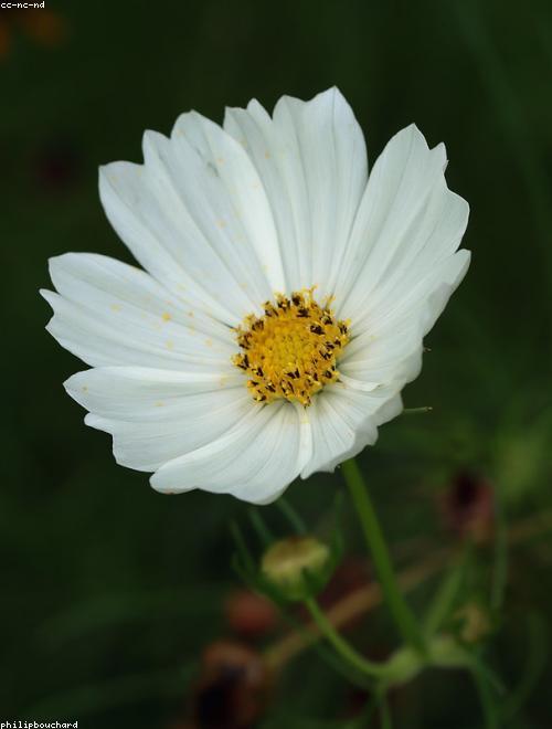 Cosmos