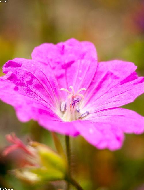 Cranesbill